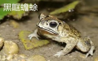 蟾蜍真的會吃蛇嗎，會捕食蛇類且不罕見