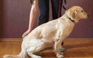 犬髖關(guān)節(jié)發(fā)育不良的簡介，是一種后天發(fā)育畸形、由多種病因引發(fā)的疾病