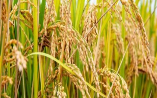 通科68水稻品種簡介，4月中旬播種