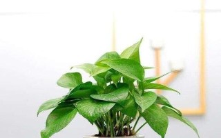 綠蘿怎么養(yǎng)才能長(zhǎng)出藤蔓，要保證適當(dāng)光照和注意防寒保暖