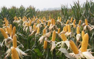 錦源338玉米種子介紹，放赤眼蜂防治玉米螟蟲