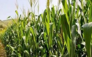 迪甜糯358玉米種子簡介，春播以3月上中旬播種育苗為宜