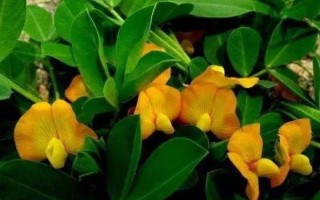 花生開花期要施什么肥料，初花期可追施硫酸鈣等肥料
