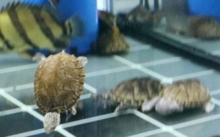 如何用魚缸飼養(yǎng)金頭龜，需將水溫保持在20-30℃
