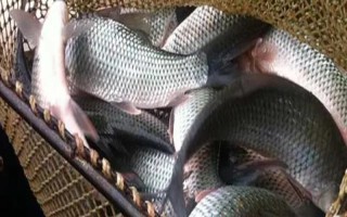 鯪魚簡介，常見的有土鯪、麥鯪、泰鯪等