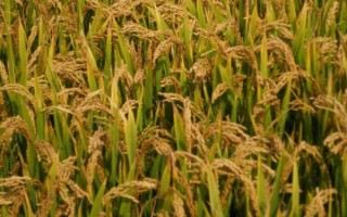 中科黑糯1號(hào)水稻品種簡(jiǎn)介，晚稻6月下旬至7月上中旬播種