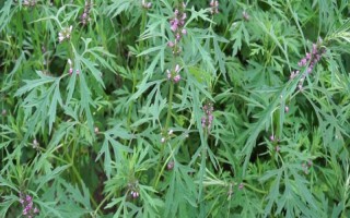 益母草能直接喂牛嗎，可以直接給牛喂食益母草