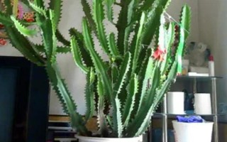 擺放龍骨花的禁忌，臥室、陰涼處、財神位都不能擺放
