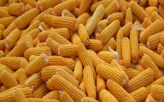 鑫豐5號玉米品種的特性，中抗黑粉病