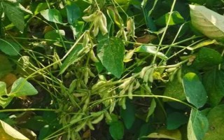 濰黑豆1號(hào)大豆種子特征特性，適宜播期為6月10～20日