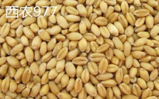 西農(nóng)小麥種子，常見這6種