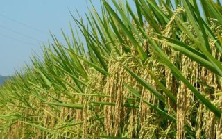 金泰優(yōu)683水稻種子簡介，每畝有效穗數(shù)18.7萬