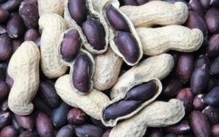黑花生為什么無人大量種植，因為其產(chǎn)量低且出油率不高