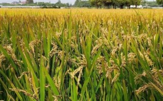 圳兩優(yōu)2018水稻種子特征特性，每畝栽插5萬(wàn)穴左右