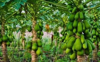 木瓜種植及管理方法，需選擇根部完整的幼苗進行定植