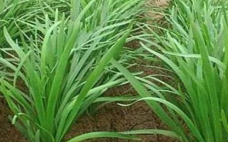 韭菜的催芽方法，播種前都需放置到陽光下晾曬2-3天