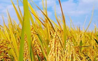 金泰優(yōu)683水稻種子簡介，每畝有效穗數(shù)18.7萬