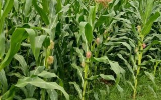 雅玉112（試驗名稱：雅玉112）玉米種子特點，適宜種植密度4500株/畝