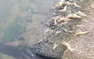 對蝦出現大面積偷死的原因，主要原因是有弧菌感染