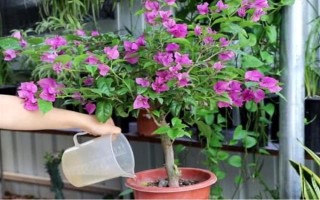 三角梅的花期有多長，養(yǎng)護得當(dāng)一年四季開花不斷