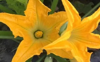 南瓜開(kāi)花后多少天能收，開(kāi)花之后1-2個(gè)月就會(huì)成熟