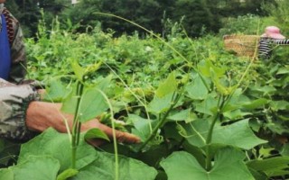 龍須菜怎么管理，株高達到10厘米時要進行二次間苗