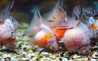 觀賞魚多少溫度養(yǎng)合適，適合的溫度是22-24℃