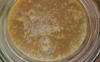 百花蜜結(jié)晶后的外觀，呈乳白色至偏黃色的油脂狀
