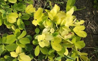 花生葉子發(fā)黃的原因，土壤、施肥、缺素等因素都會(huì)導(dǎo)致