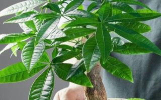 發(fā)財樹掉葉怎么辦，可采取減少施肥、暫停澆水、遮陰防曬等措施