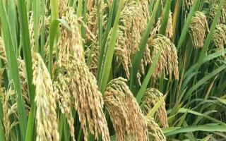 川谷優(yōu)908水稻品種的特性，注意防治稻瘟病