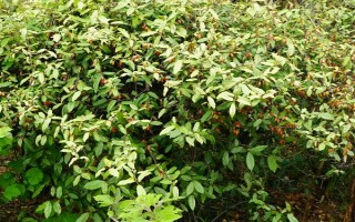 木半夏與胡頹子有什么區(qū)別，植物類型、葉片、花朵等方面均不同