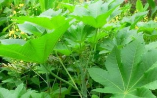 種植一畝蓖麻的純收入，一般為2000-5000元左右