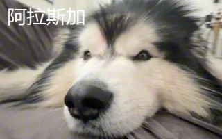 阿拉斯加和哈士奇的區(qū)別有哪些，體型、瞳孔顏色均不同