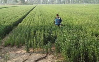 麥青的簡介，也叫麥苗屬于一年生草本植物