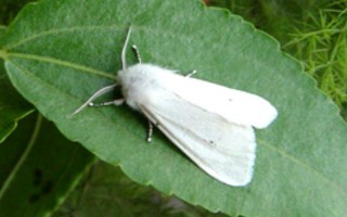 美國白蛾相關(guān)介紹，一生會經(jīng)歷蟲卵、幼蟲、蟲蛹、成蟲這4個時期