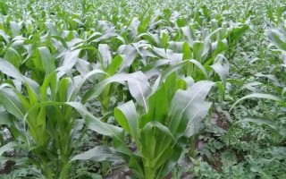 玉農(nóng)花彩糯7號玉米種子特征特性，該品種株高174.2厘米