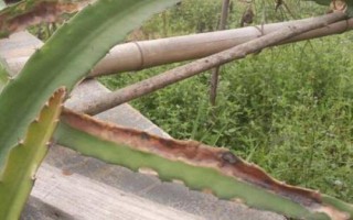 火龍果出現(xiàn)根腐病的原因，過(guò)度澆水或受到機(jī)械損傷均容易發(fā)病
