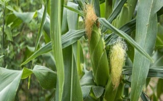 百強(qiáng)3號(hào)玉米品種簡介，適宜播期為6月上旬