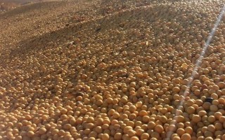 克豆87大豆品種簡介，該品種無限結(jié)莢習(xí)性