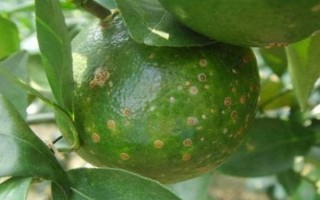 柑橘炭疽病怎么防治，定期噴施苯甲嘧菌酯等藥物