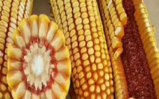粒隆953玉米種簡(jiǎn)介，適宜播期在6月15日前