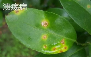 常見的柚類果樹病蟲害及防治方法，需對(duì)癥下藥