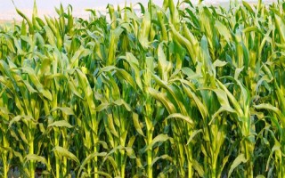 奧玉青貯5102玉米品種簡介，每畝追施尿素30公斤