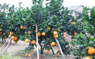 冬季種植果樹有什么優(yōu)勢，冬季種植能夠充分利用果樹的休眠期