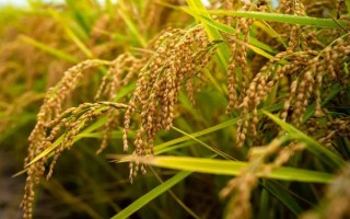 瀘優(yōu)727水稻種子介紹，綜合防治病蟲(chóng)害