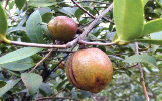油茶樹(shù)有哪些高產(chǎn)品種，以下6種的產(chǎn)量較高
