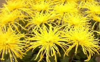 構(gòu)成菊花植株結(jié)構(gòu)和功能的基本單位，基本單位是細(xì)胞