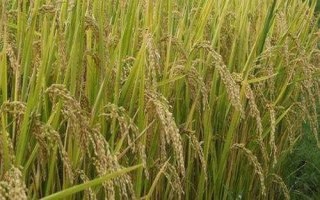 泰豐優(yōu)智920水稻種子特征特性，每畝有效穗數(shù)20.7萬穗