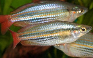 大眼虹銀漢魚(yú)好不好養(yǎng)，飼養(yǎng)難度比較大